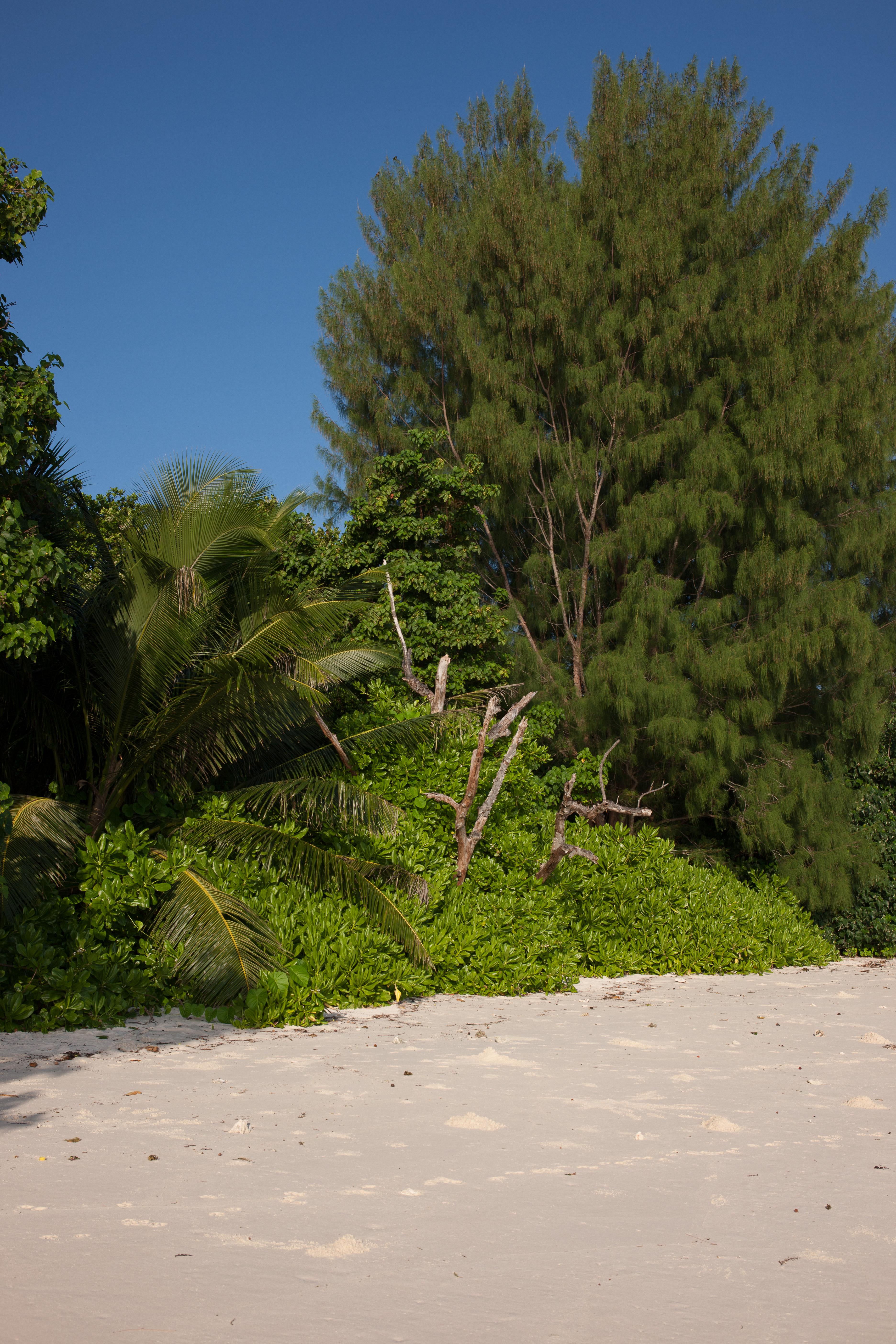 Le Relax Luxury Lodge (Adults Only) La Digue Bagian luar foto